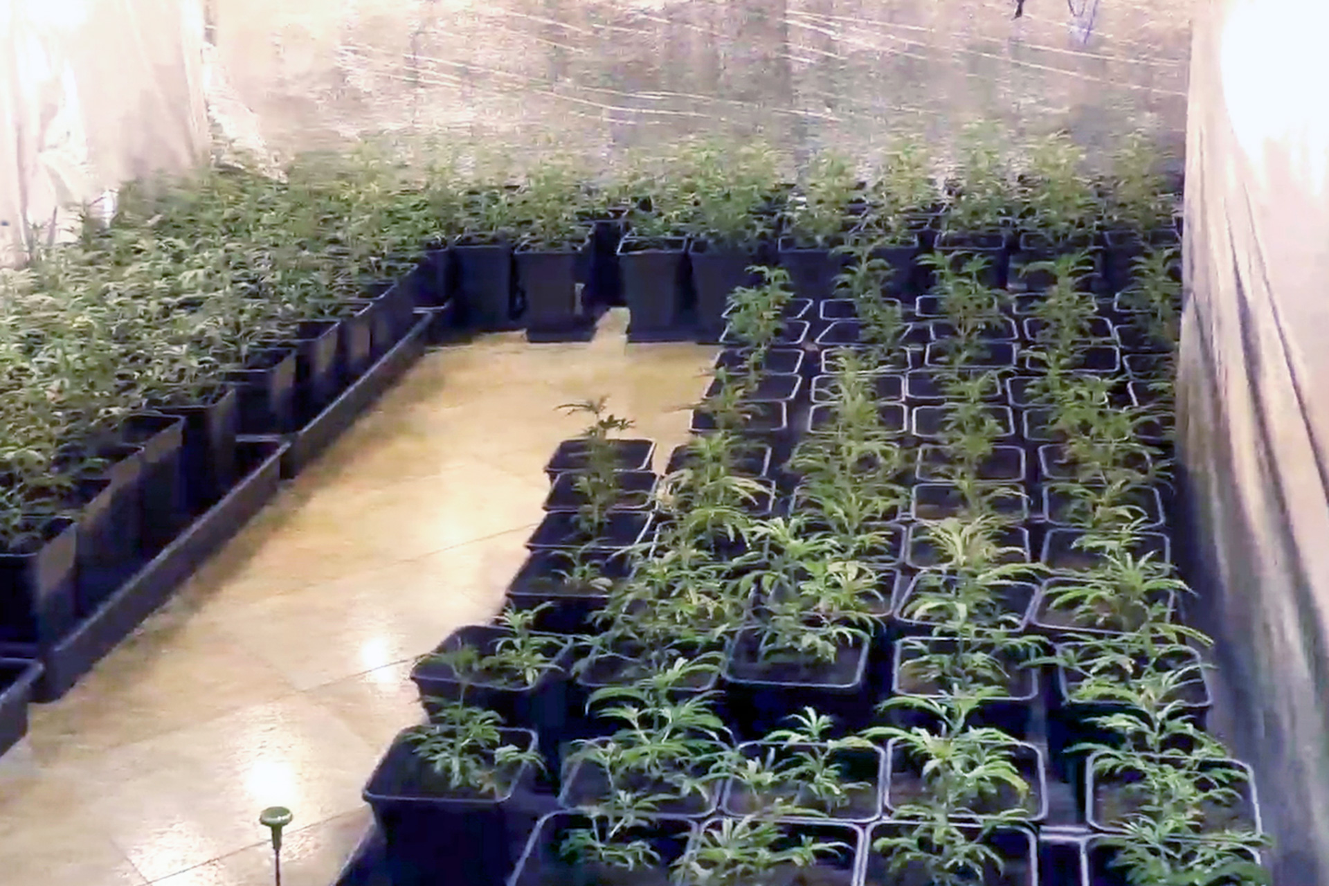 11 1b guardia civil operacion Shenlong cultivo cannabis