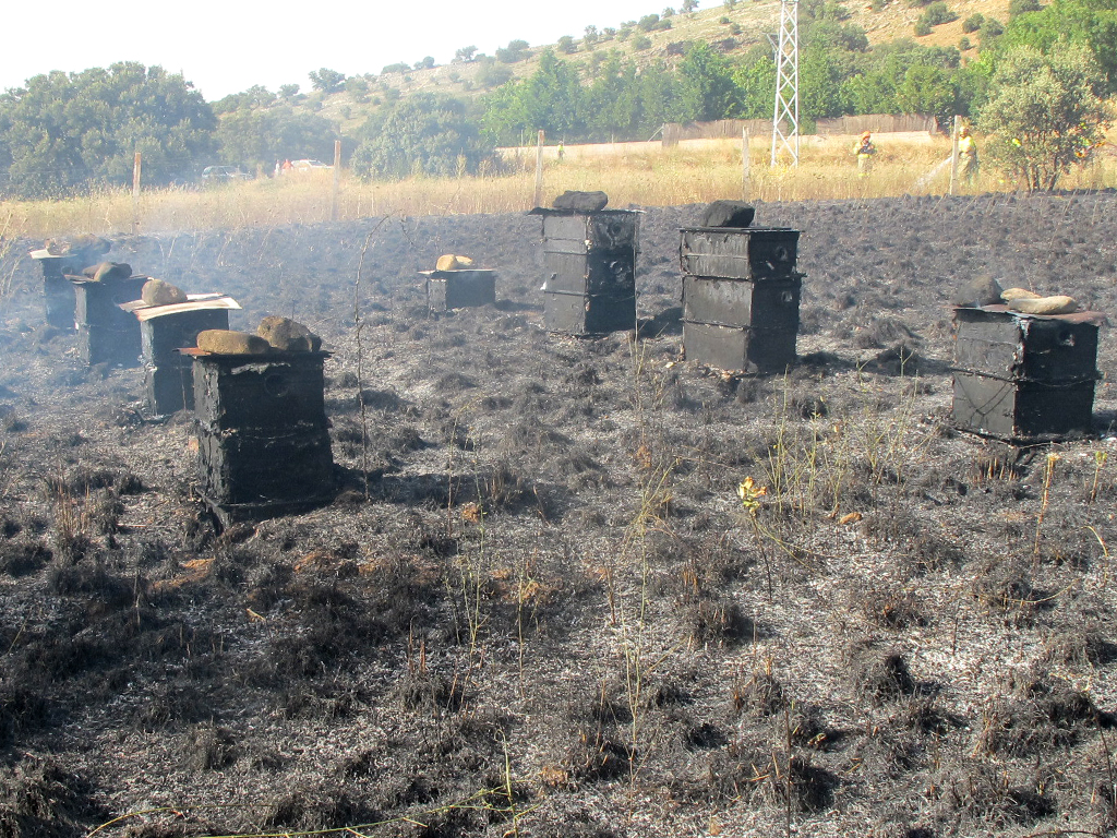 Estado en el que quedaron las colmenas. /E.A.