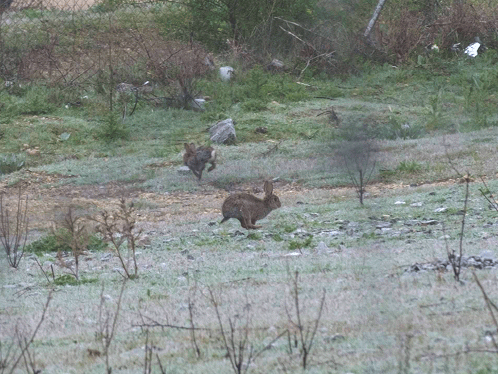 Desde hoy ya se pueden cazar conejos en toda Castilla y León. /KAMARERO