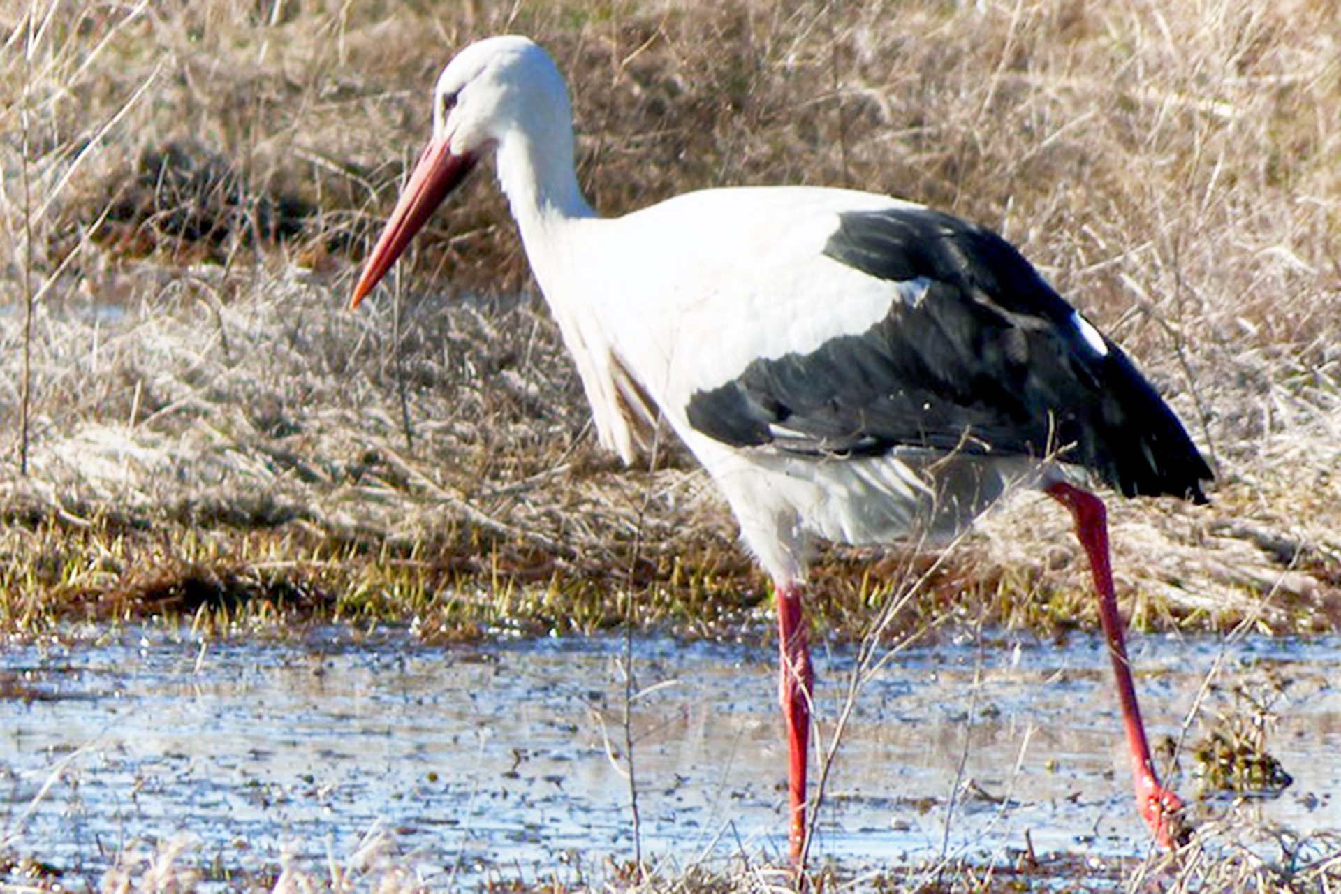 Un ejemplar de cigüeña blanca en el entorno del Refugio de Rapaces. /XAVIER PARRA CUENCA