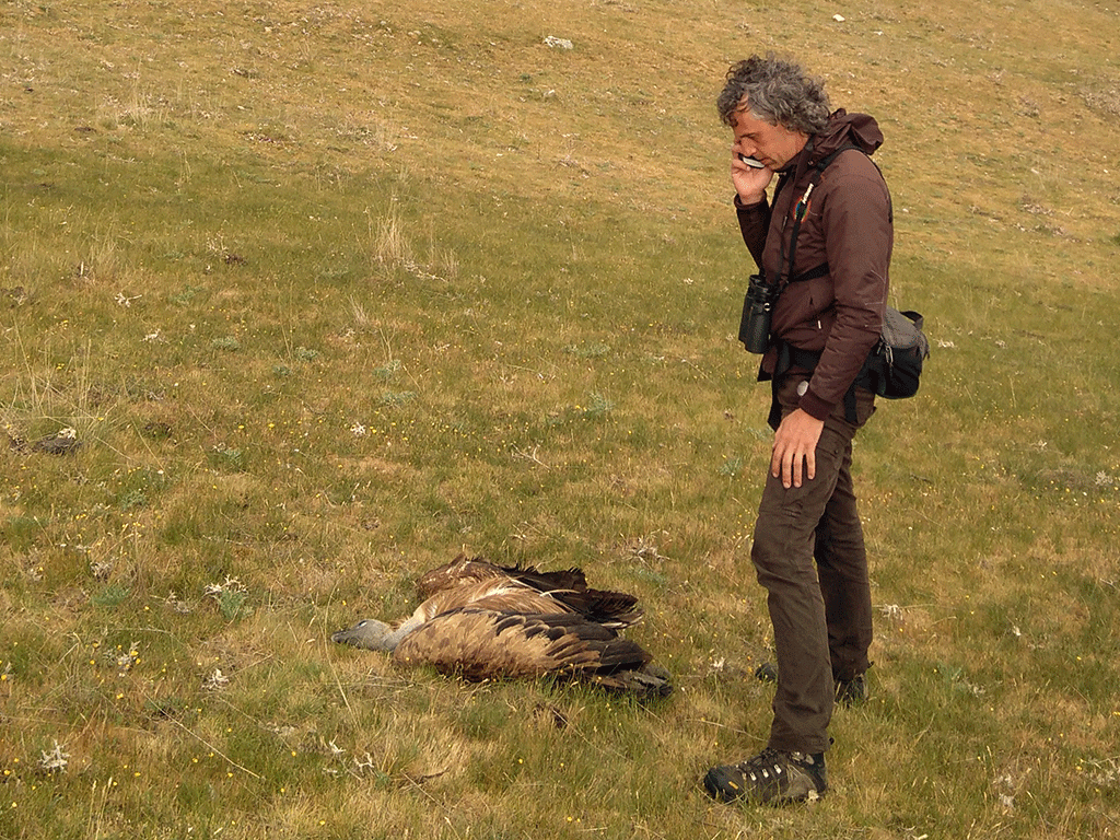 Un guarda de campo avisa a los agentes medioambientales, al localizar un ave bajo un tendido. /E.A.