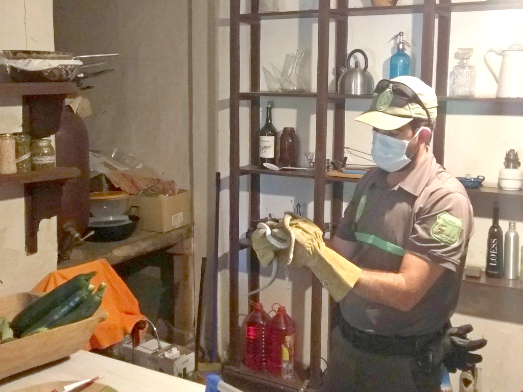 Los efectivos de Medio Ambiente de la Junta con la culebra de escalera. / E.A