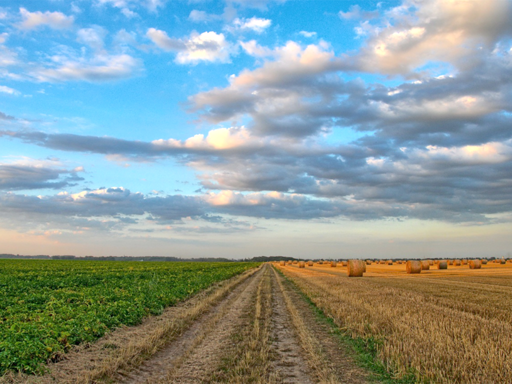 Tierra de labor con varias alpacas de paja tras la recogida del cereal./ E.A.