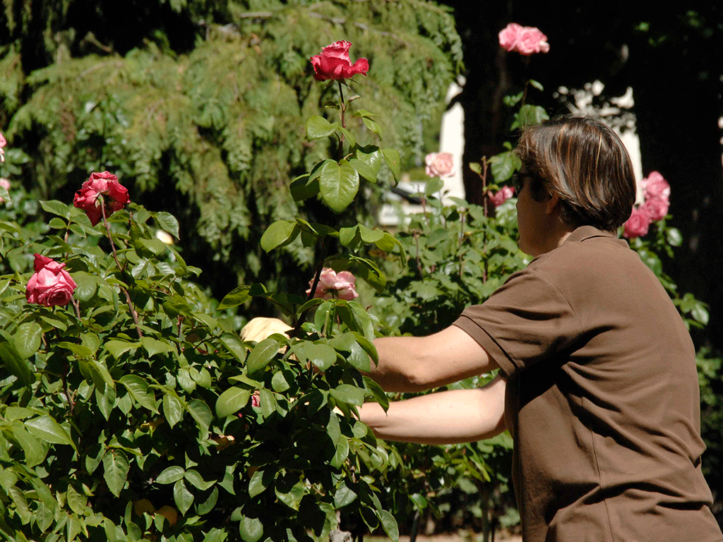Medio Ambiente se reforzará con tres contrataciones para jardines. / Juan Martín