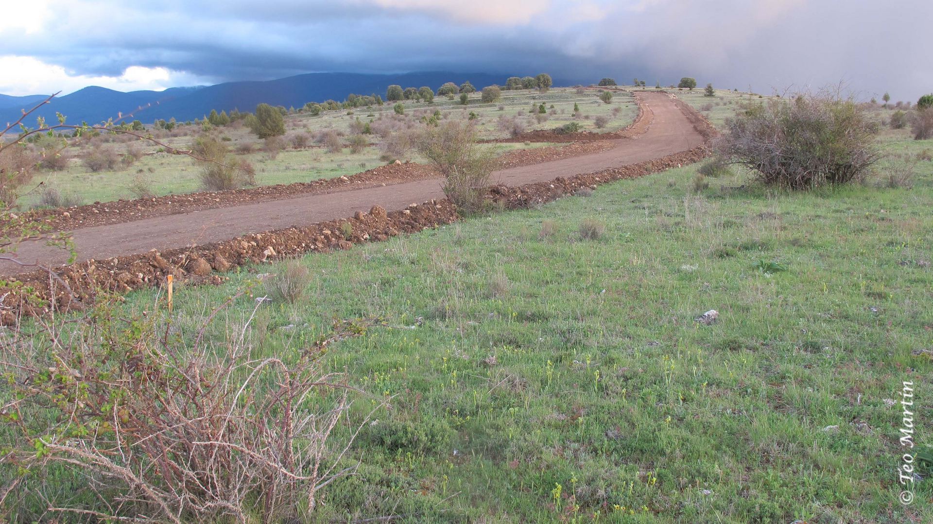 Foto 10 Afección orquideas silvestres concentración parcelaria 1