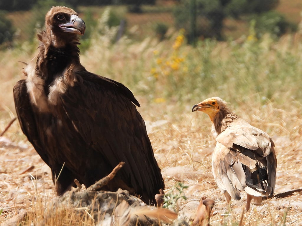 Buitres negro y alimoche o buitre blanco, en el comedero de buitres de Caleruega (Burgos). /CANDELAS IGLESIAS APARICIO