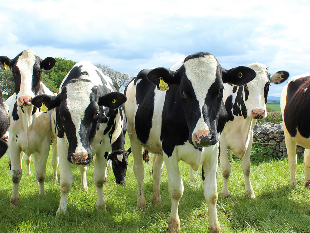 Más de 4.000 ganaderos abandonaron la actividad el año pasado en España. / E.A