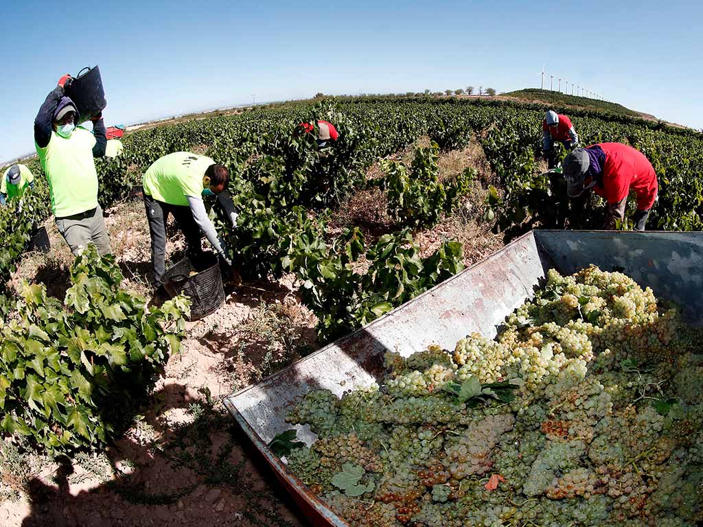 La vendimia llegará a su plena actividad en unos días.  / E.A
