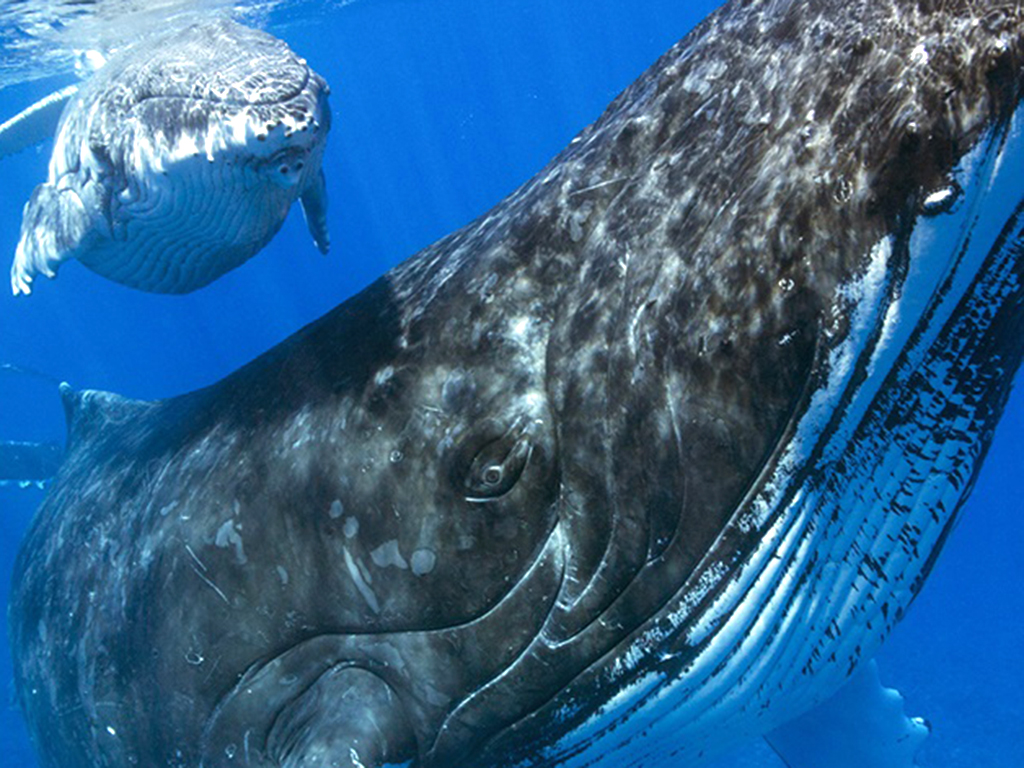 Una de las imágenes de la exposición ‘Mar vivo’, de Hussain Aga Khan, que podrá verse en San Juan de los Caballeros dentro del programa de Artes Visuales de Hay Festival Segovia.