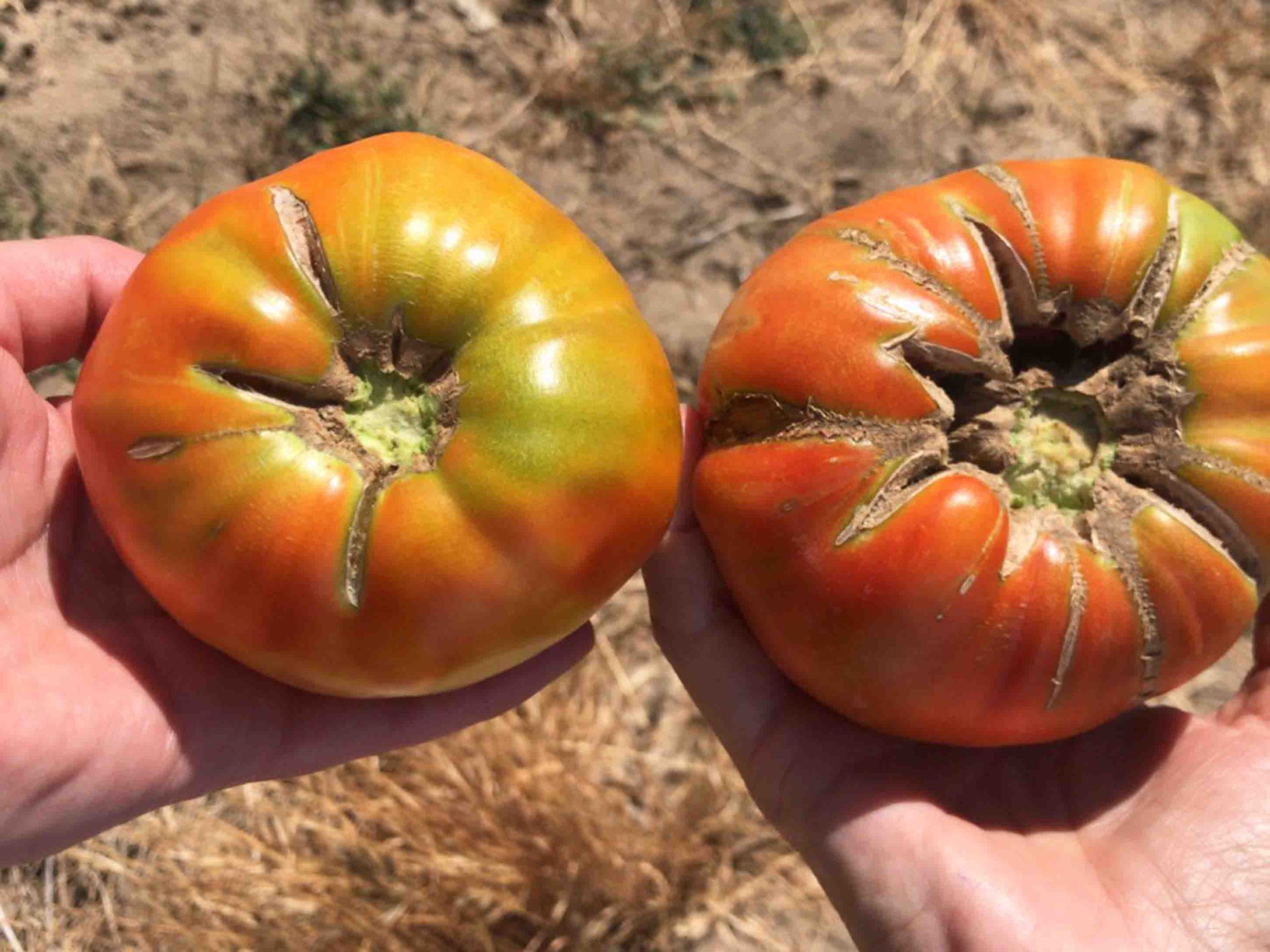Tomates marca de calidad de Martín Muñoz de las Posadas y Labajos. / EL ADELANTADO