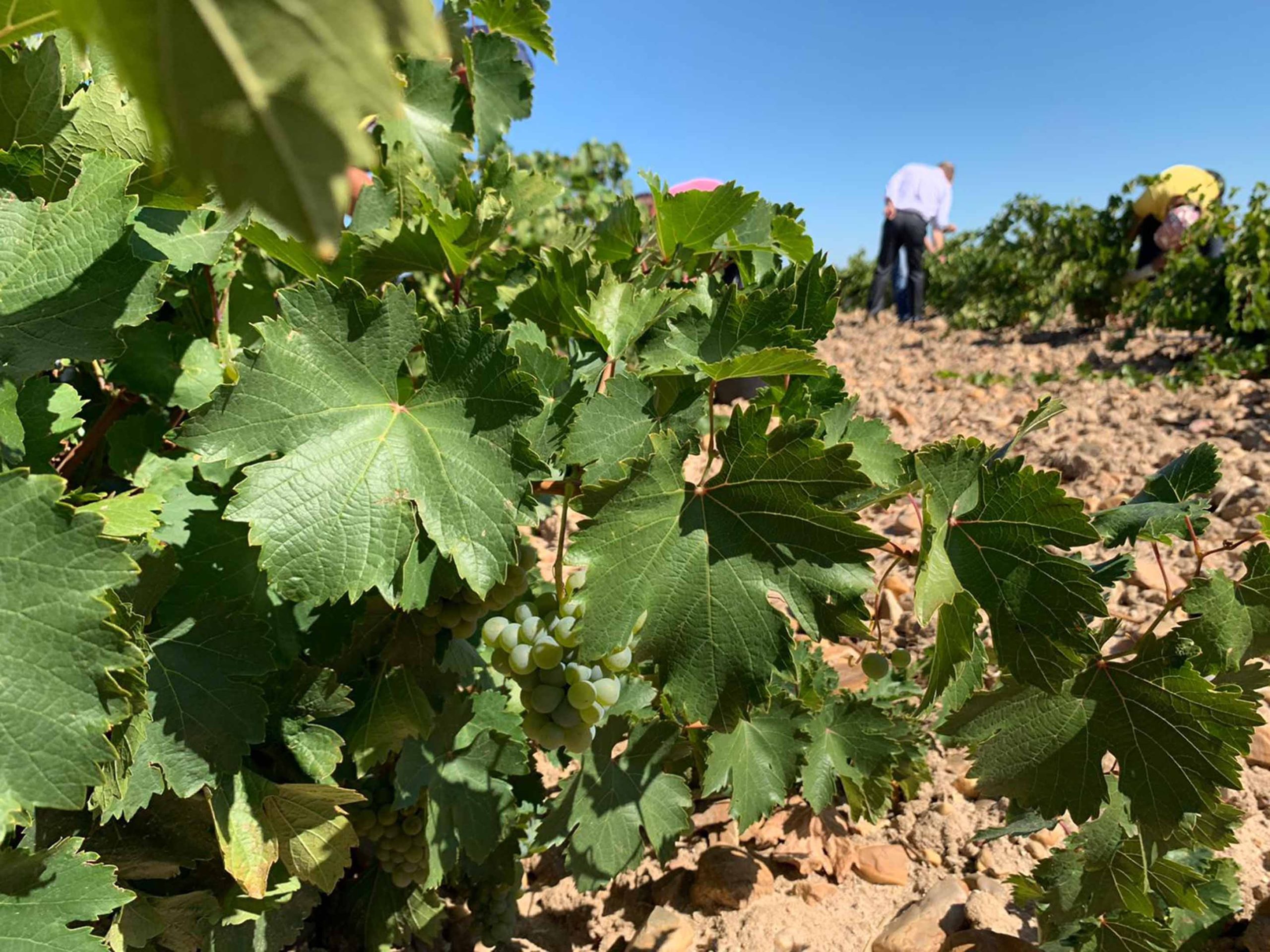 Cepa de la denominación de origen Rueda. / EL ADELANTADO