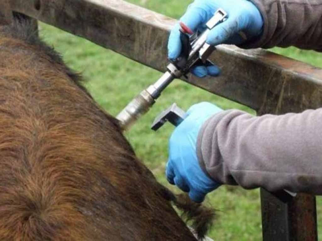Saneamiento de ganado vacuno. / EL ADELANTADO