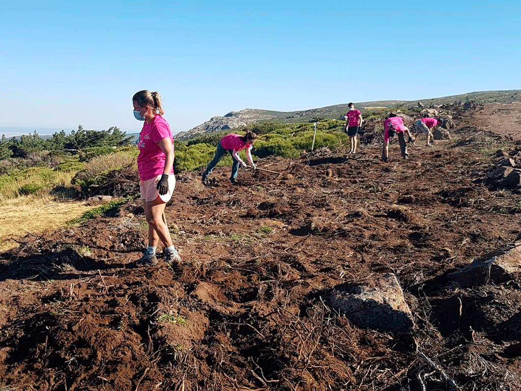 El voluntariado ambiental ha sido determinante en las labores de recuperación del área afectada el pasado año por el incendio en Guadarrama. / EL ADELANTADO