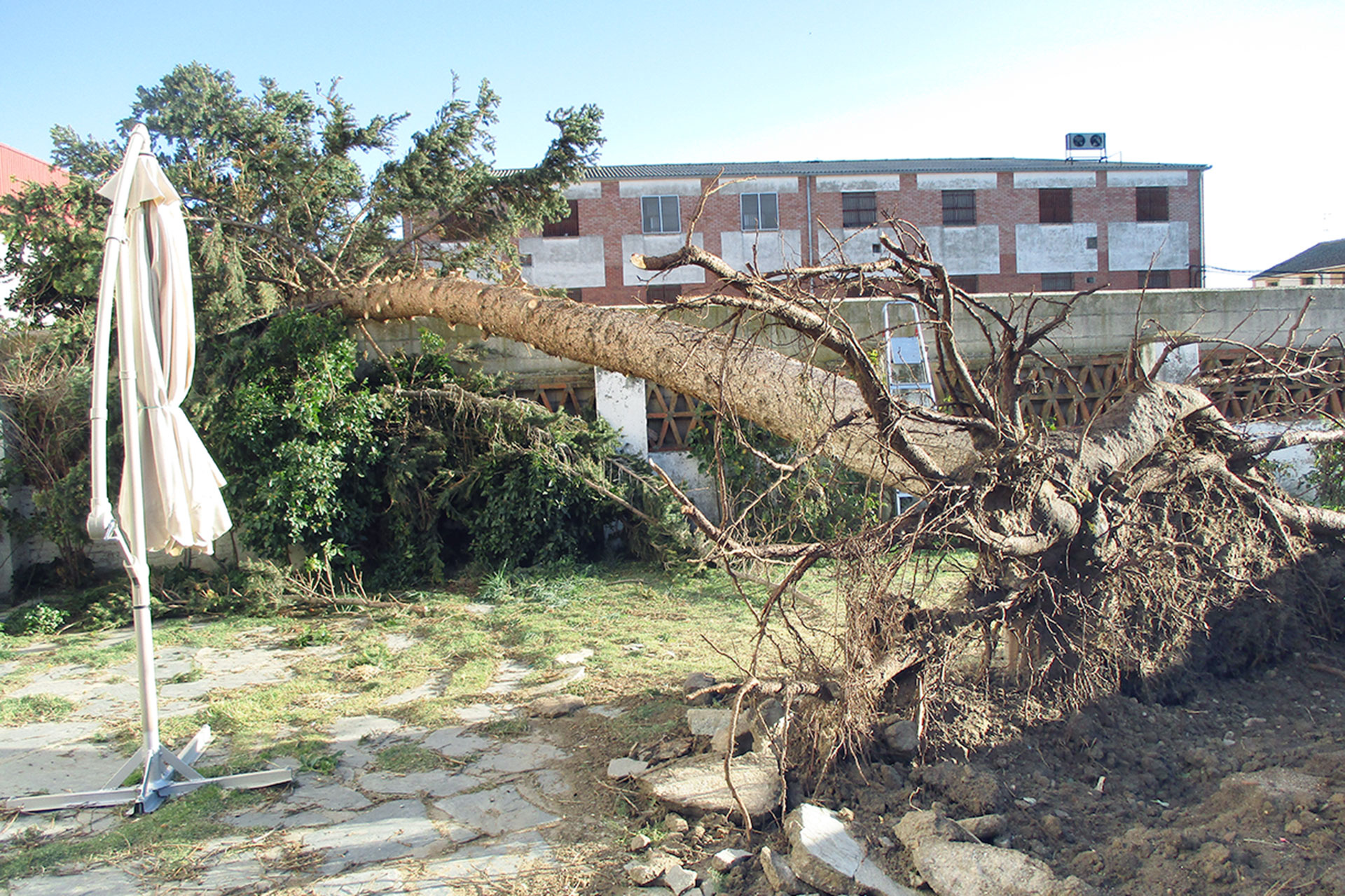 La borrasca ‘Bárbara’ causa daños en las carreteras pero no deja heridos 3 10 1lm cantimpalos pino centenario