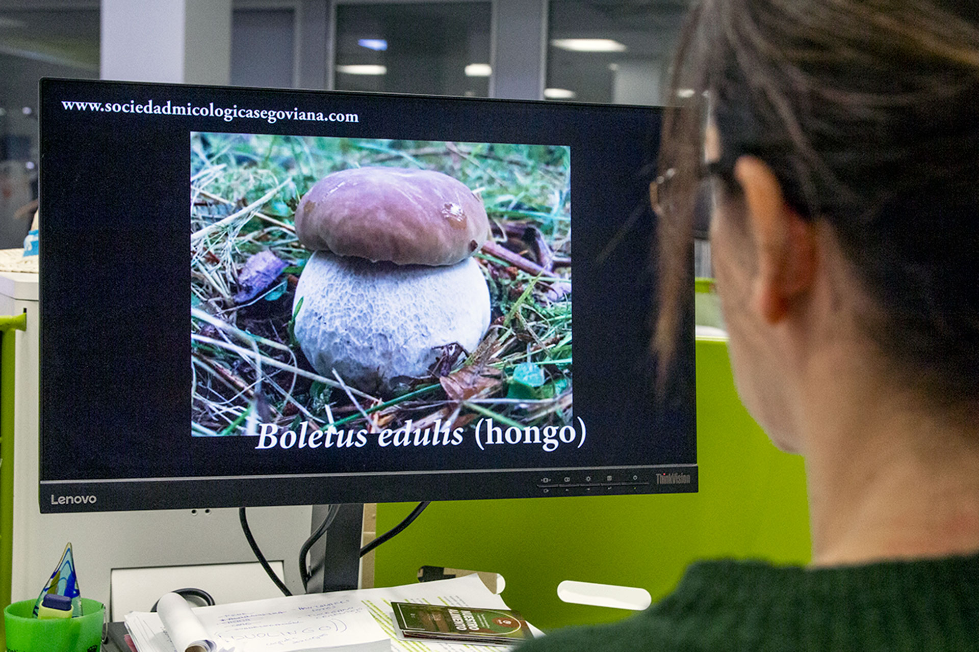 Uno de los ejemplares de boletus edulis que se puede ver en el vídeo. /NEREA LLORENTE