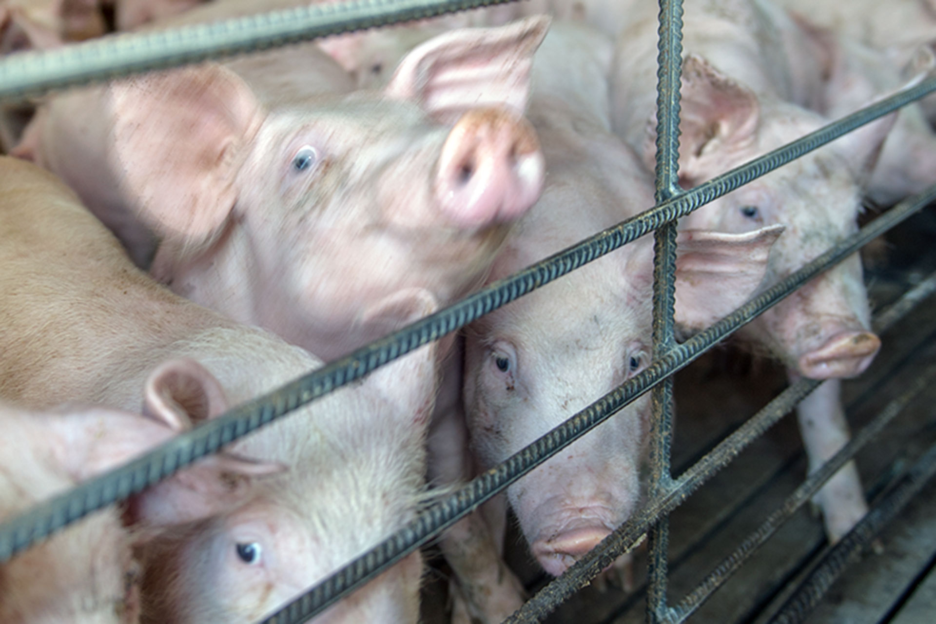 Segovia reúne diez nominaciones a los premios Porc d’Or 1 Las granjas porcinas segovianas, en la élite de la calidad. / KAMARERO