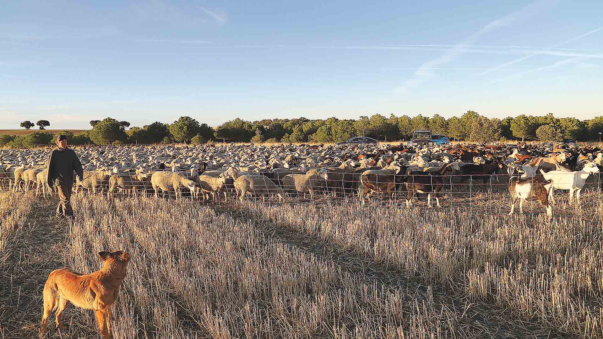 Antes de salir de transhumancia el ganado se estabula y se forma el rebaño. / E.A.