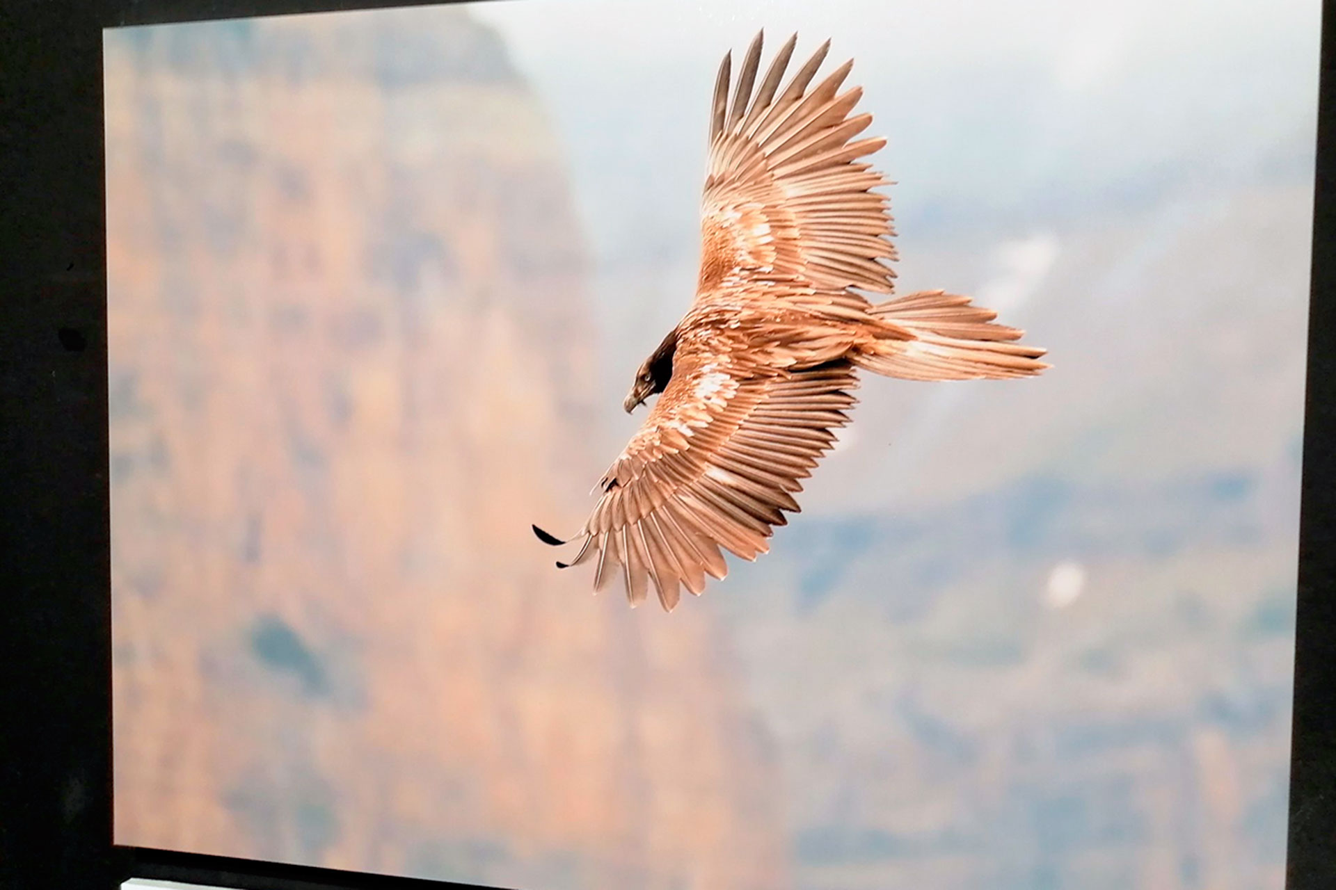 Las fotografías de Alfredo López exhiben la variedad de las especies de aves en Segovia. / KAMARERO