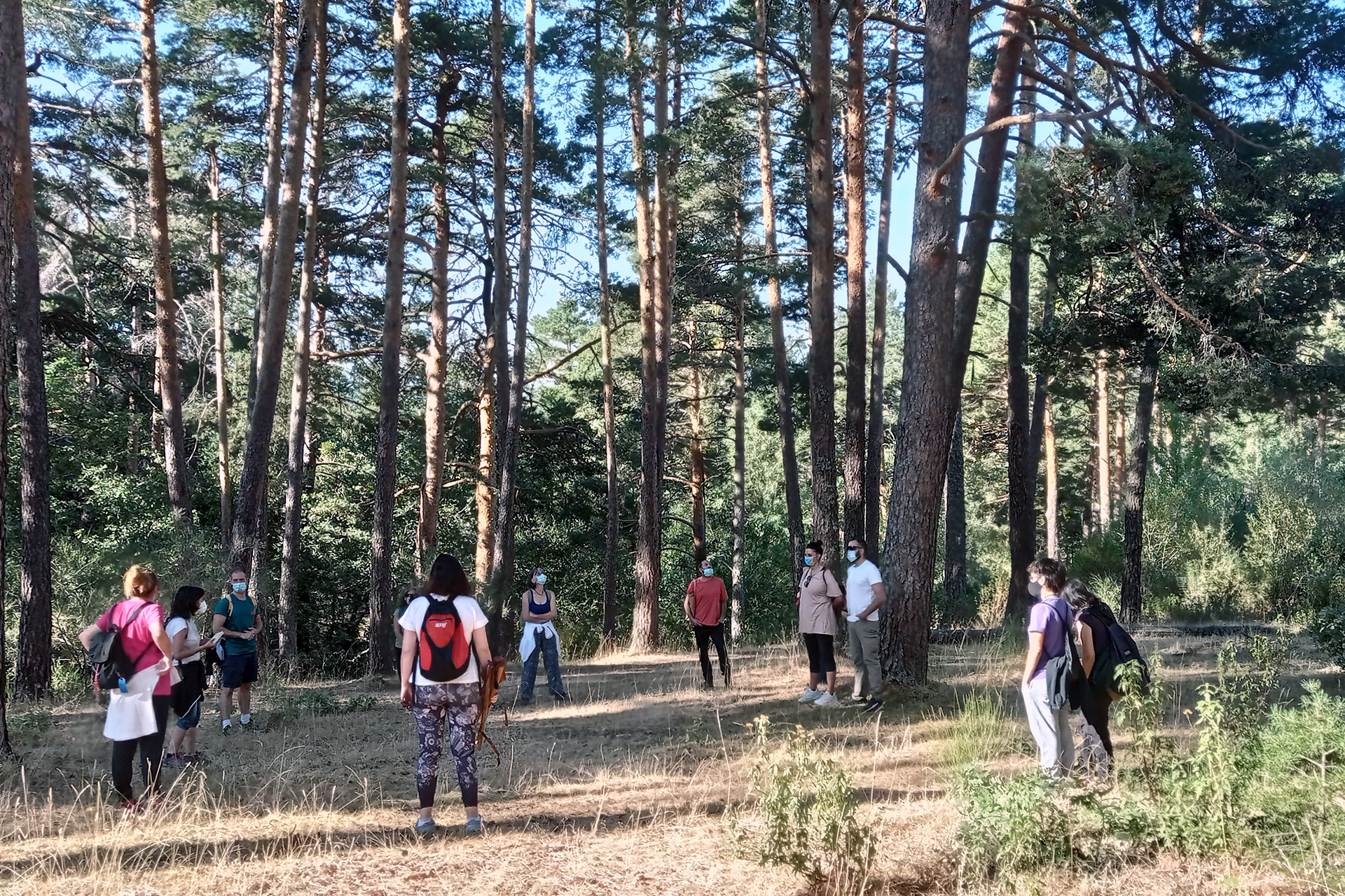 Un grupo de personas participa en un baño de bosque en el pinar de Valsaín. /E.A.