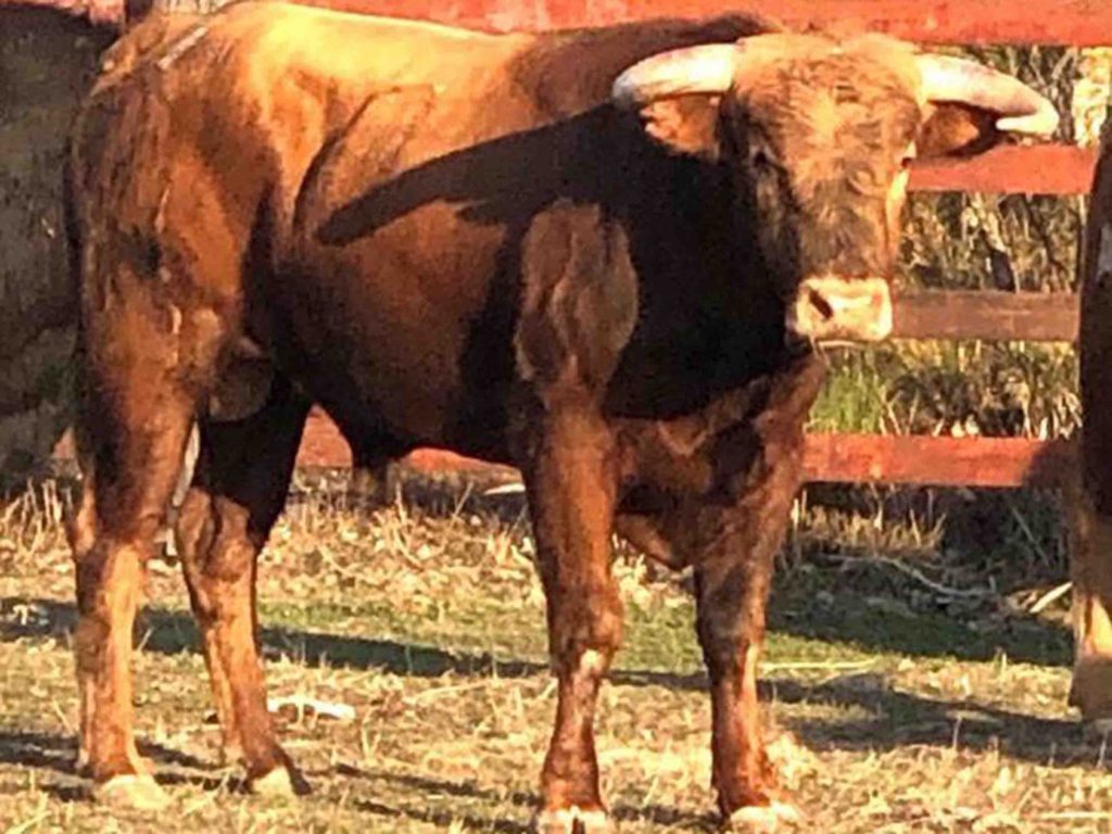 Los novillos de Los Lastrones y Antonio Palla de Maello para Saúl Sanz 5 Antonio Palla 1