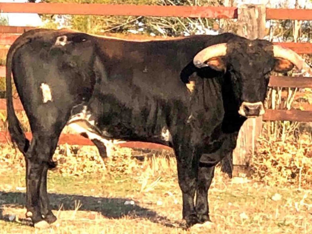 Los novillos de Los Lastrones y Antonio Palla de Maello para Saúl Sanz 6 Antonio Palla 2