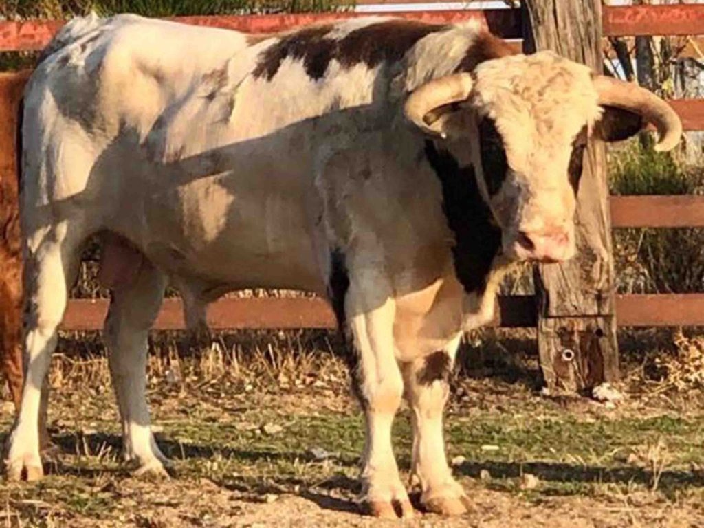 Los novillos de Los Lastrones y Antonio Palla de Maello para Saúl Sanz 7 Antonio Palla 3