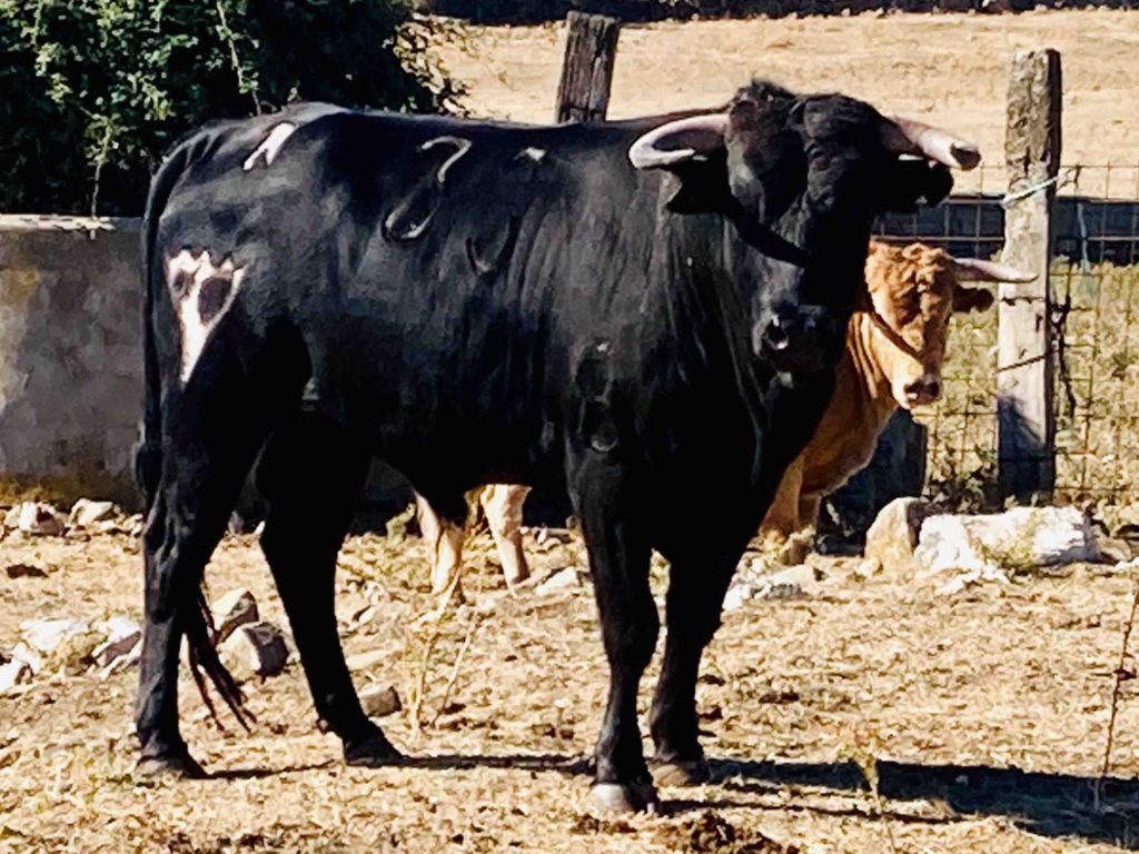 Los novillos de Los Lastrones y Antonio Palla de Maello para Saúl Sanz 2 Los Lastrones 1