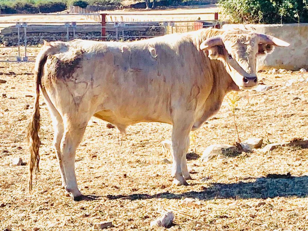 Los novillos de Los Lastrones y Antonio Palla de Maello para Saúl Sanz 3 Los Lastrones 2