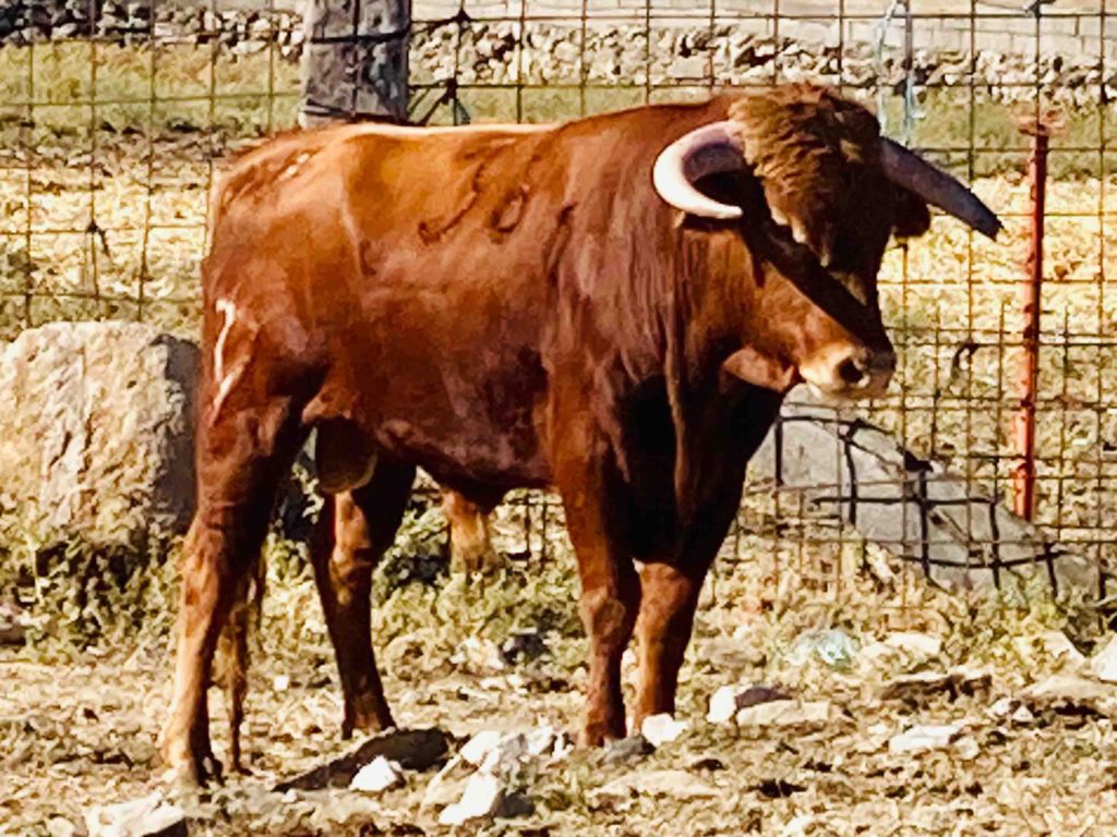 Los novillos de Los Lastrones y Antonio Palla de Maello para Saúl Sanz 4 Los Lastrones 3