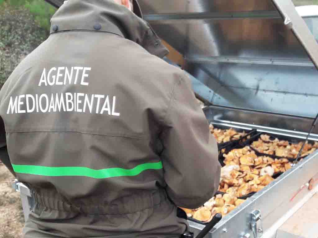 Un Agente Medioambiental decomisa los níscalos. / APAMCYL