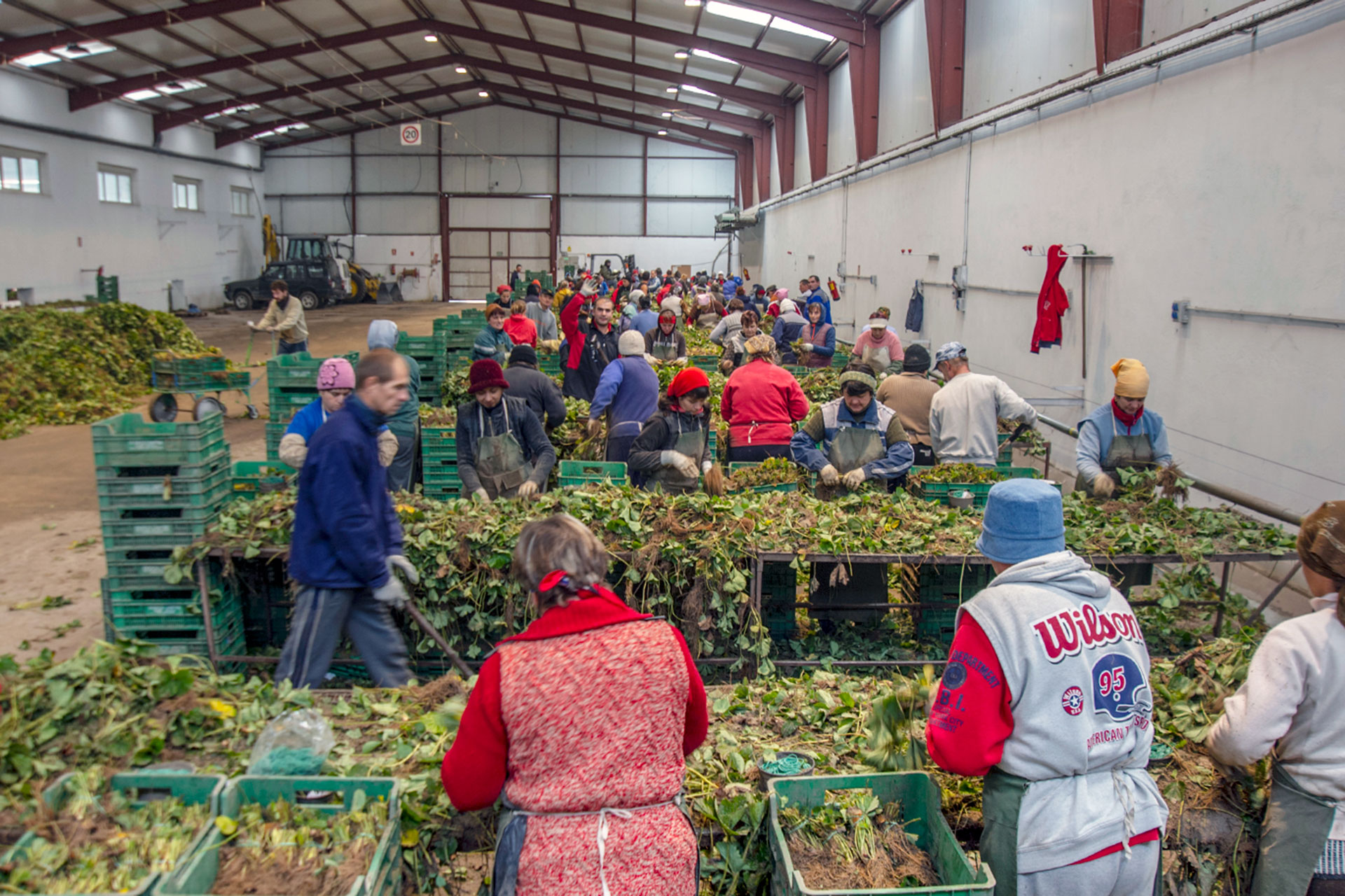 Una explotación agrícola de Chañe durante la campaña de la fresa. / KAMARERO