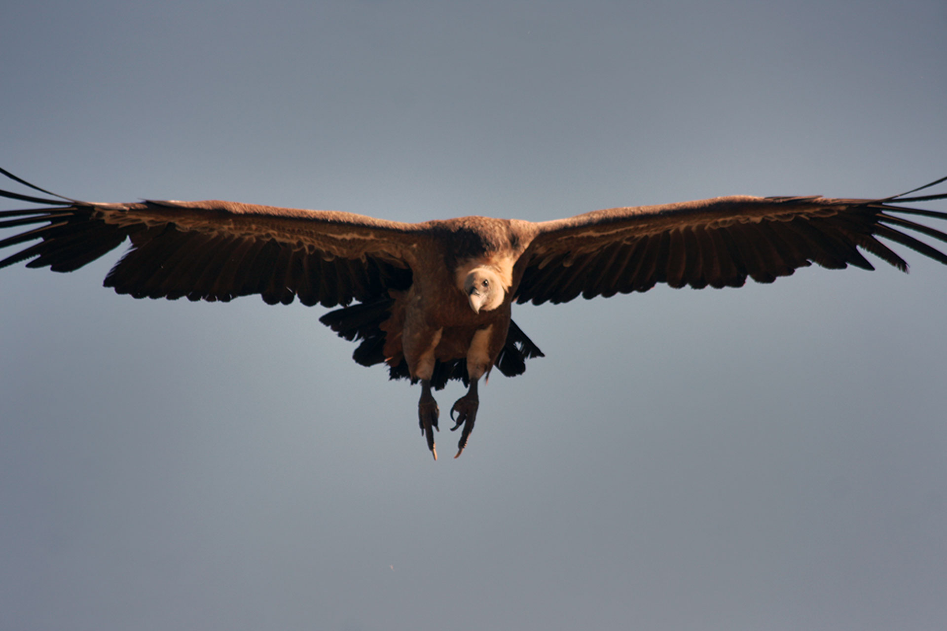 Buitre leonado volando sobre el comedero del Refugio de Montejo. /JESÚS COBO ANULA