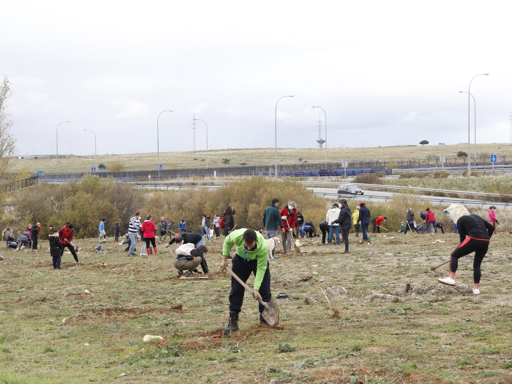 La plantación de 400 árboles de variedades autóctonas, como pino y encina, ha tenido lugar este sábado al mediodía en una parcela municipal del polígono de Hontoria. / Nerea Llorente