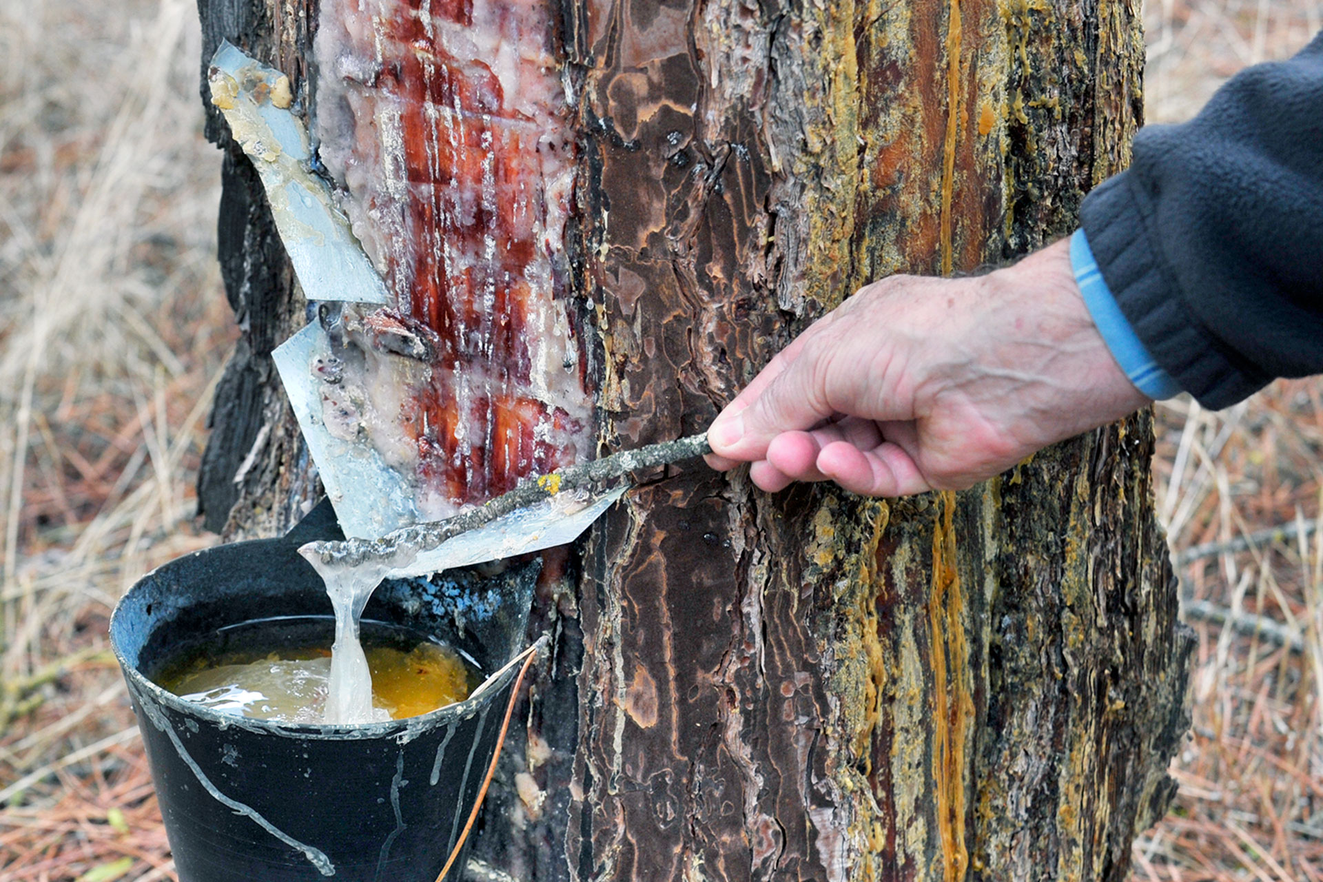 La extracción de la resina es un aprovechamiento forestal en el que los resineros desarrollan durante unos nueve meses múltiples labores sobre los pinos. /KAMARERO