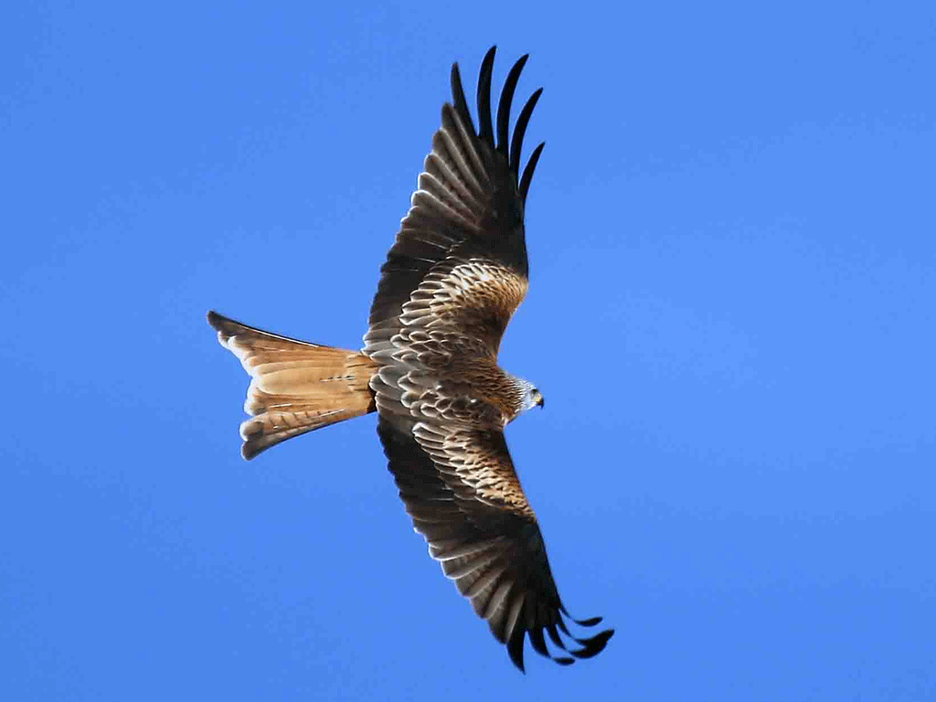 El Milano Real, una de las especies que ha podido censarse en el recuento realizado en otoño. / JUAN JOSÉ MOLINA