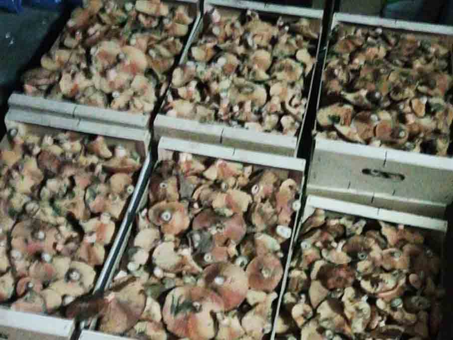 Cajas de níscalos decomisados por la Guardia Civil y el Seprona de Sepúlveda. / EL ADELANTADO