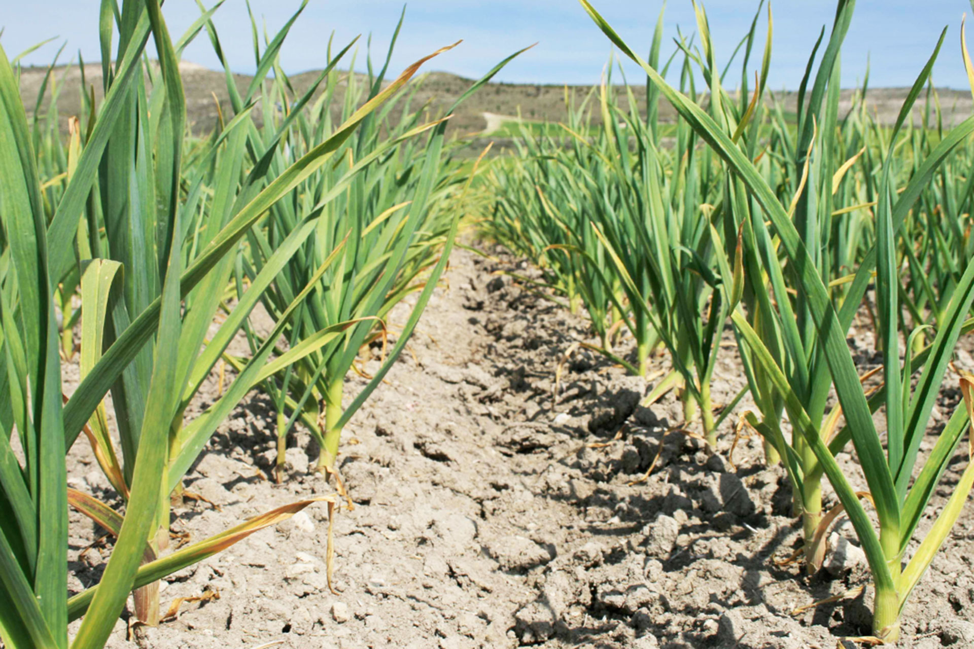 El Ajo de Vallelado se diferencia del ajo chino por su mejor sabor. /E.A.