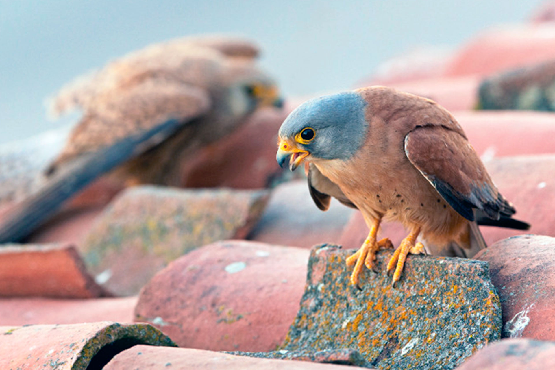 Cernícalo primilla. / E.A.