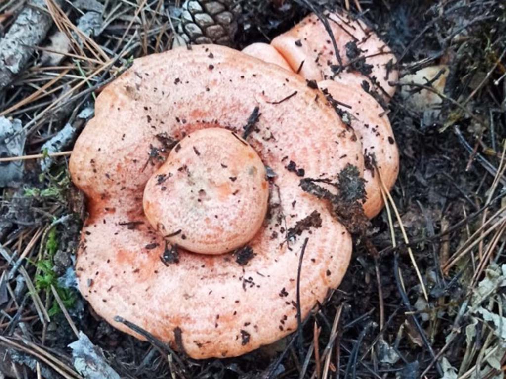 Níscalo sobre níscalo. / A.S.