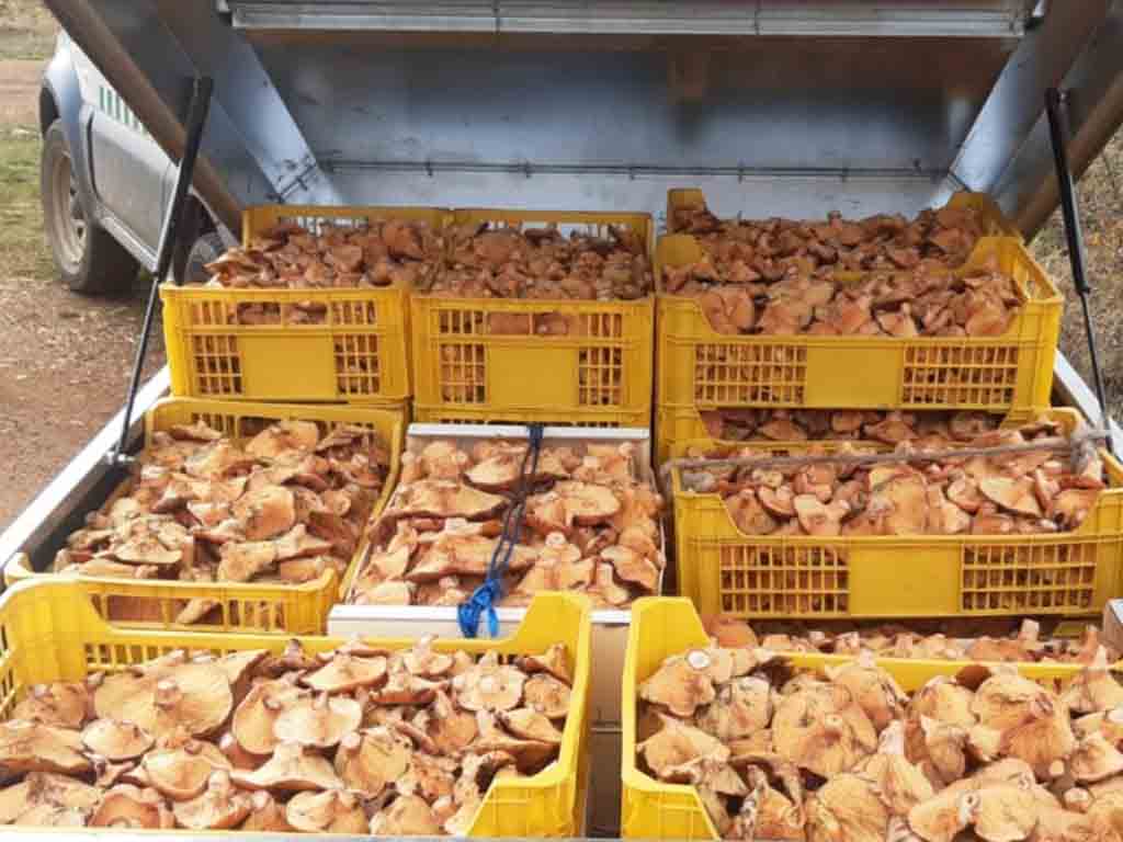 Níscalos decomisados por los Agentes Medioambientales de Segovia en el nordeste de la provincia. / AGENTE MEDIOAMBIENTALES