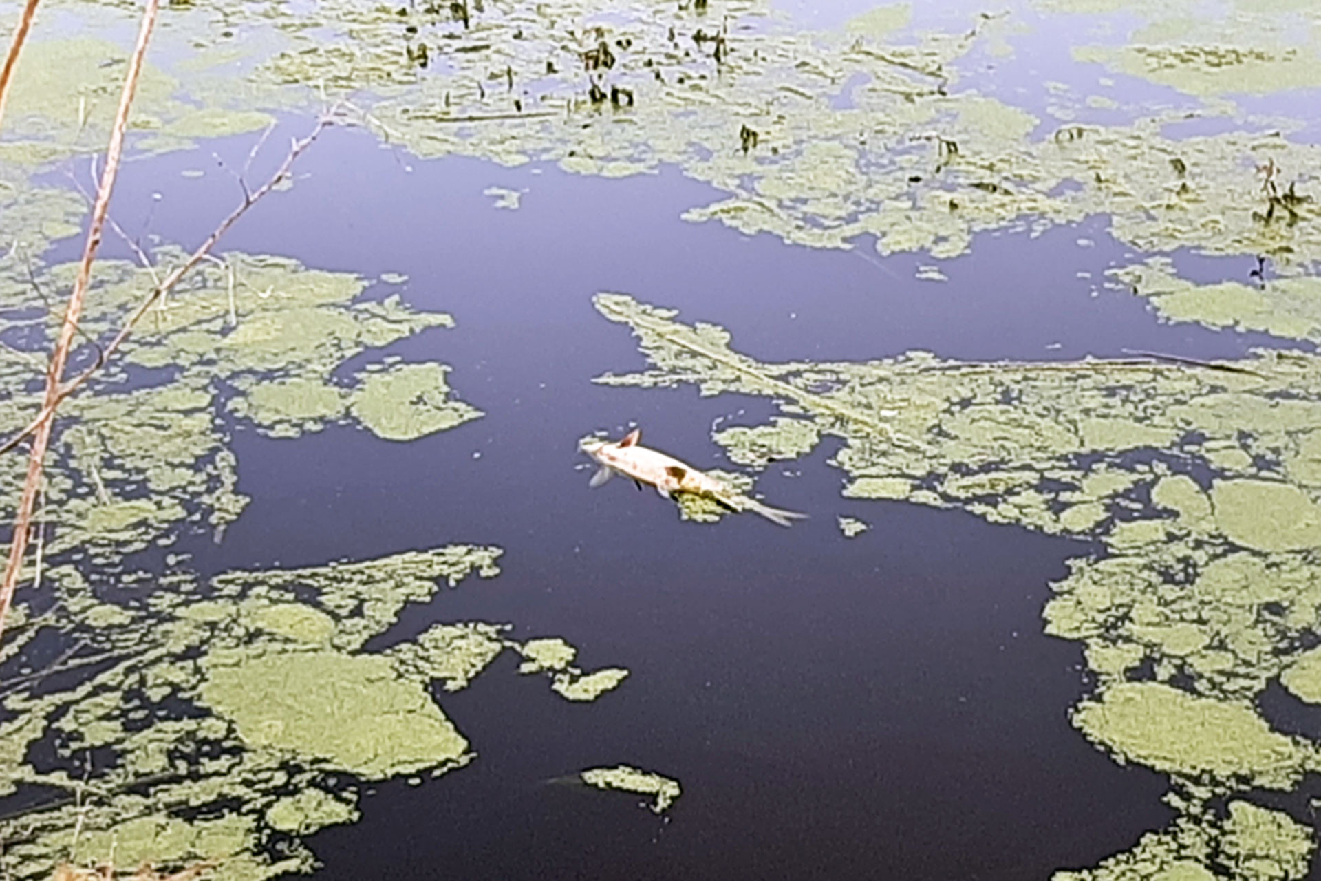 Carpas de río muertas en el embalse de Puente Blanca. /E.A.