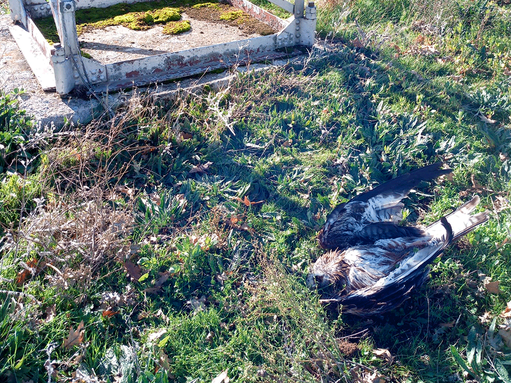 Uno de los milanos encontrados a los pies del tendido eléctrico. / EL ADELANTADO