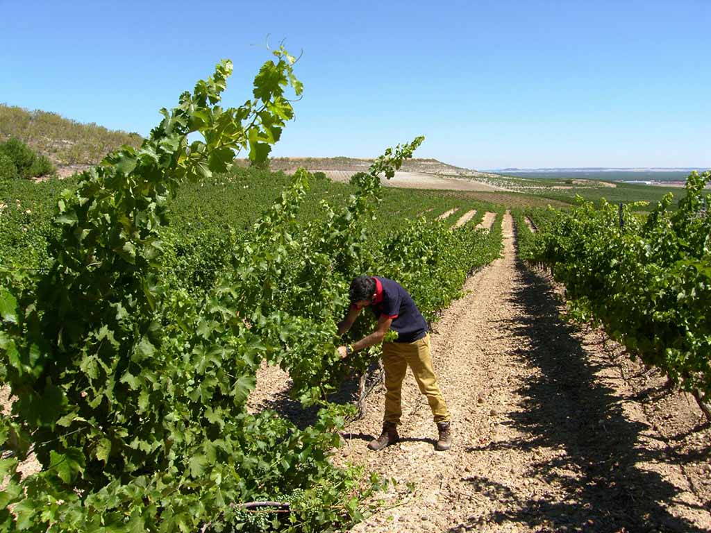 vinedos bodega cerrosol