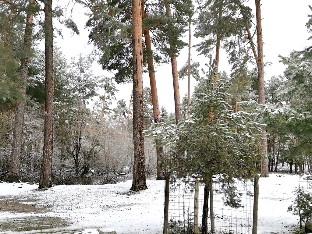 Paisaje nevado en la proximidad del paraje de Los Asientos, en Valsaín. / Gema Morales