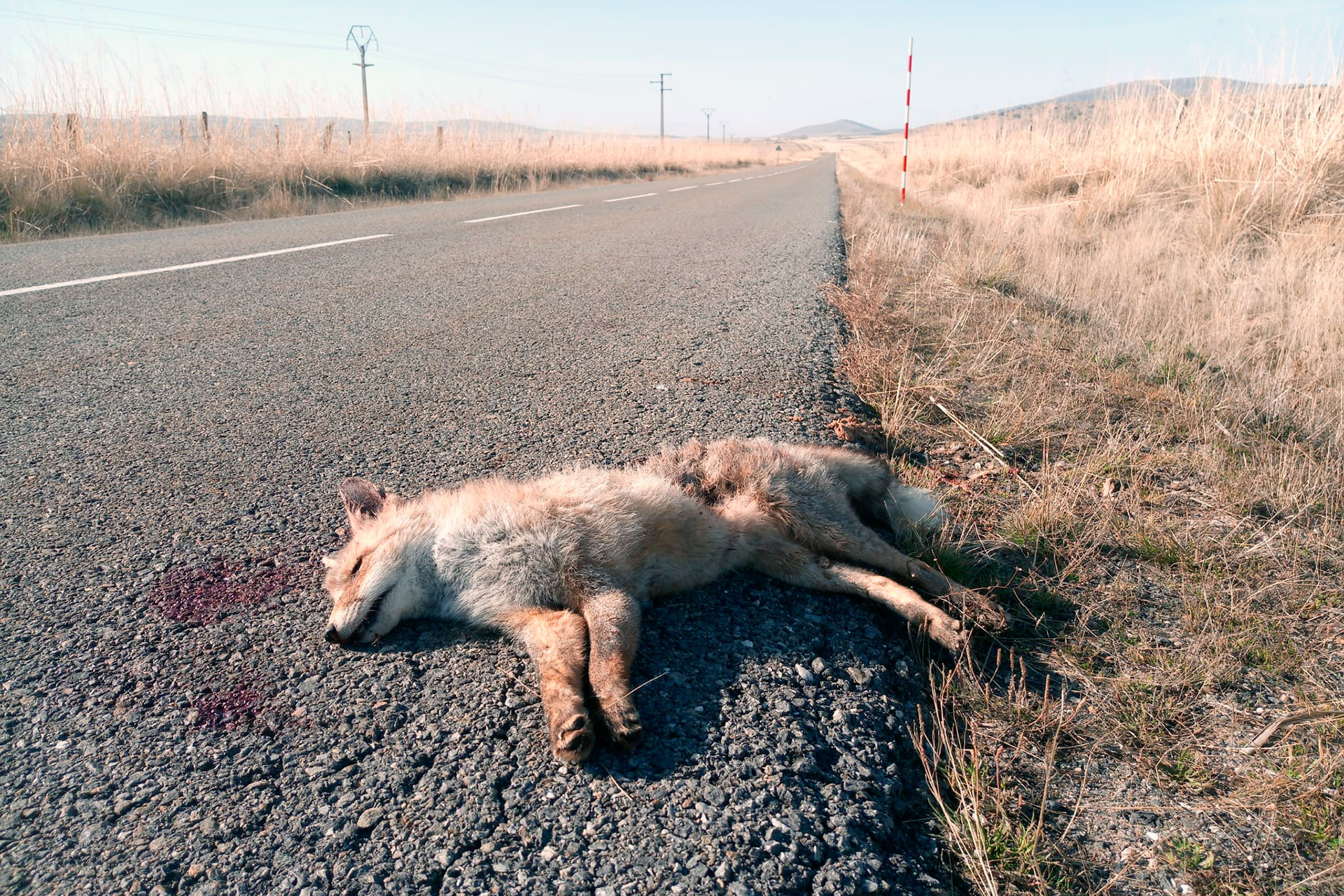 Un zorro atropellado en esta vía. /E.A.