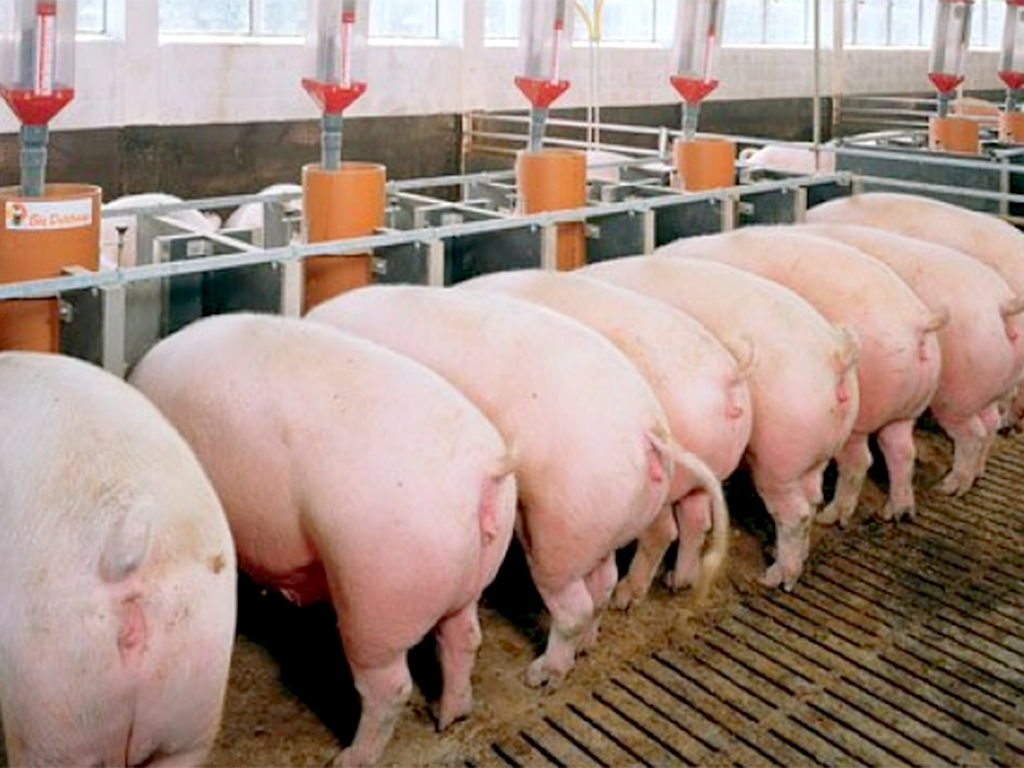 Granja porcina. / E.A.