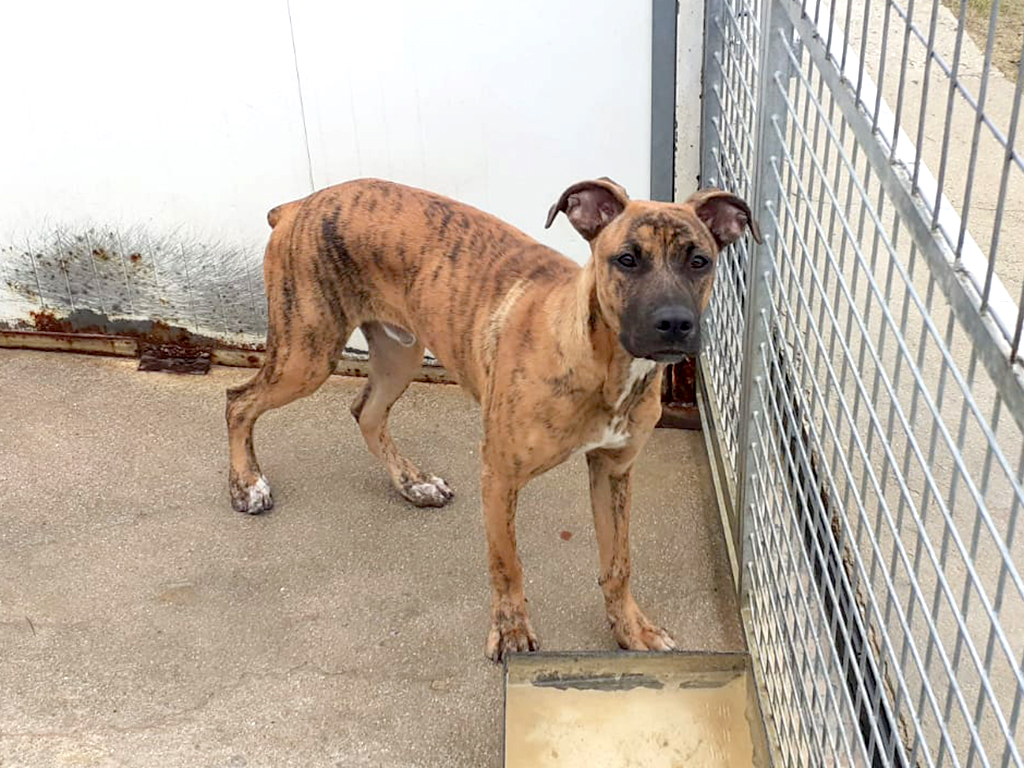 Uno de los perros rescatados en la provincia. /E.A.