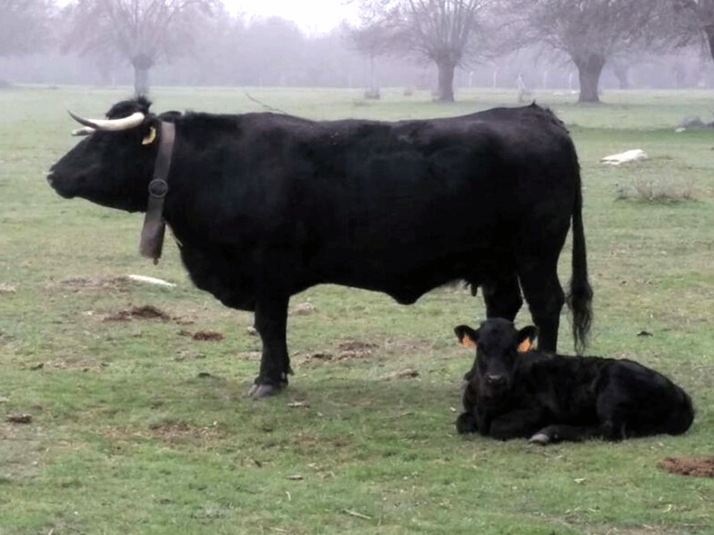 Un ejemplar adulto y otro joven de vacuno de Ávila.