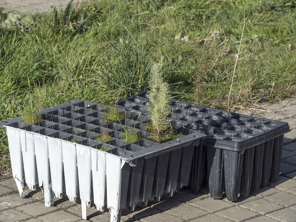 Plantación de árboles. / KAMARERO