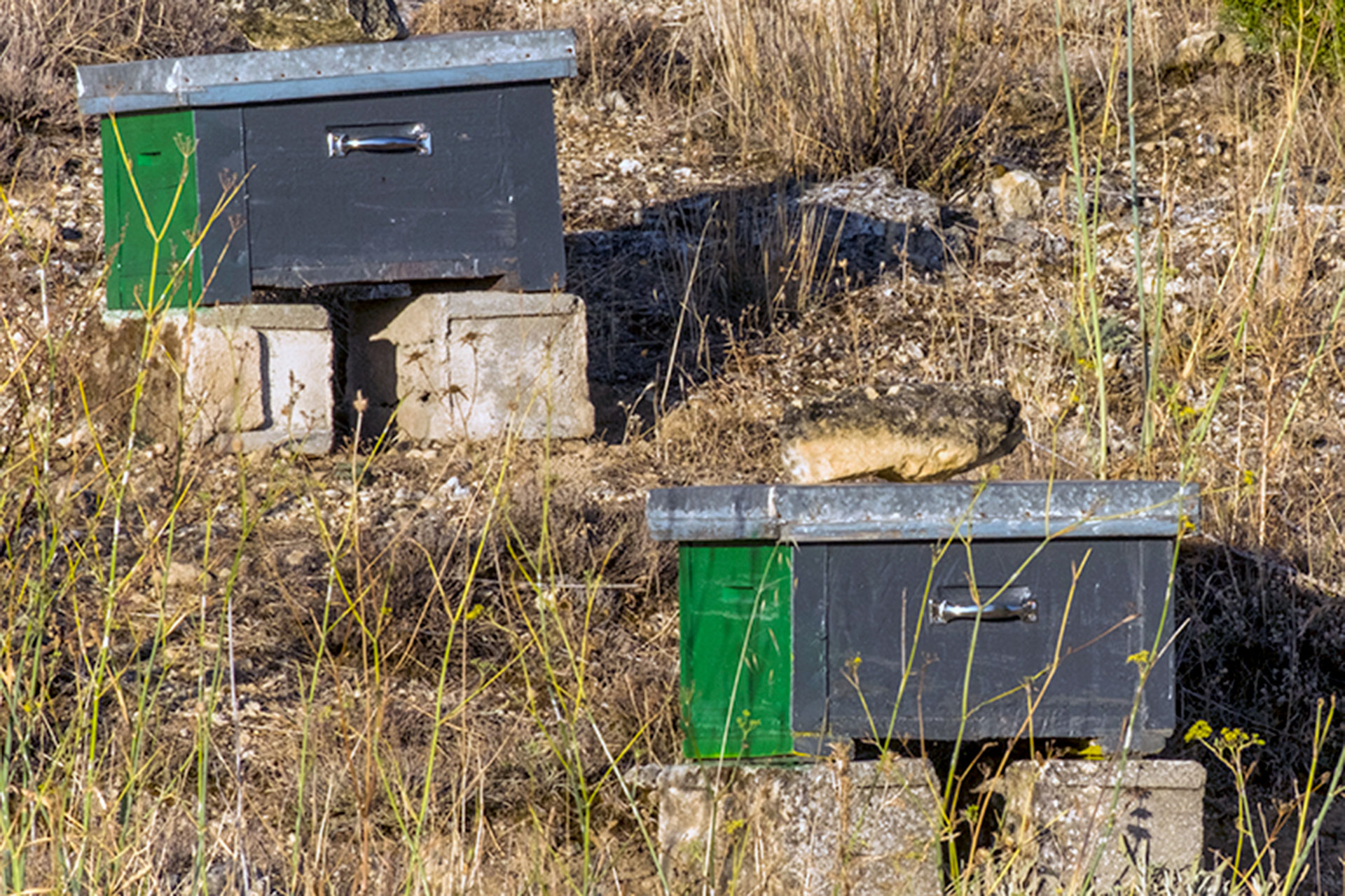 Las jornadas de apicultura de Uccl reúnen a más de 600 profesionales 1 Abejas Colmenas Mirador Fuencisla KAM4237